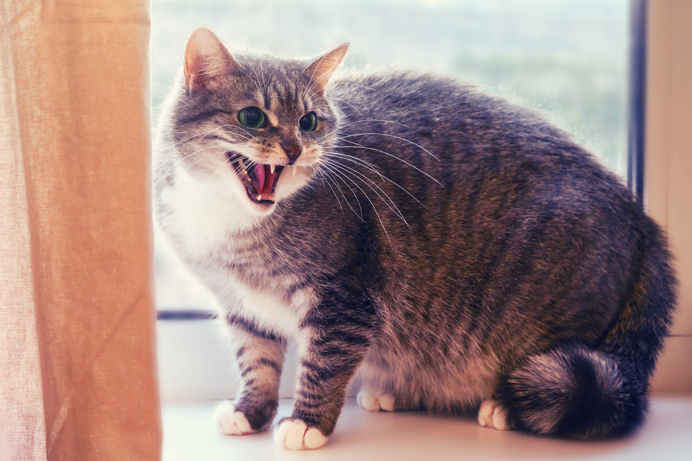 A fluffy grey and white cat sits on a windowsill with its mouth open, reminiscent of a curious patient awaiting the vet. The background is softly blurred, highlighting the cat's expression.