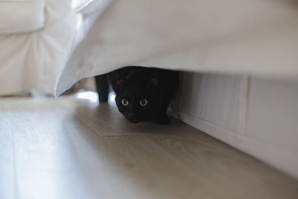 A black cat crouches under a white sofa, peering out with wide green eyes. The floor is light wood, and sunlight softly illuminates the scene, highlighting the cat's curious expression—making one wonder if it's pondering its next visit to the veterinarian.