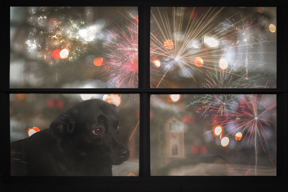 A black dog, glancing out a window with anxious eyes, seems to seek comfort as colorful fireworks light up the night sky. The festive bokeh lights outside highlight its unease, hinting that a vet's calming advice would be welcome in this overwhelming moment.