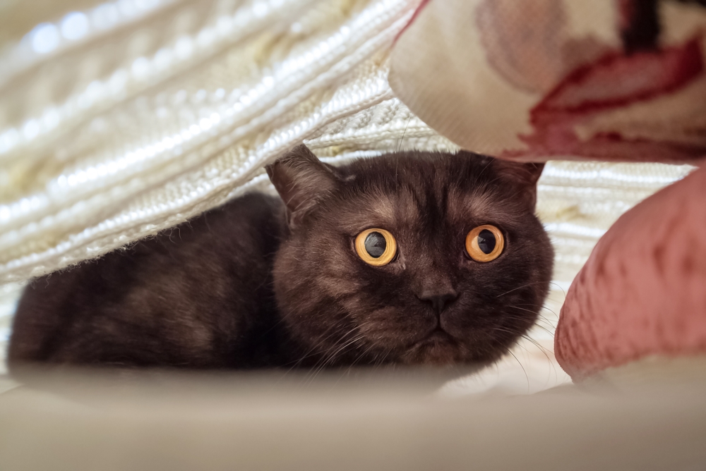 A black cat with bright yellow eyes looks alert while hiding under a blanket, as if anticipating an upcoming trip to the vet. With its ears flat, it snuggles among the soft fabrics, including a floral-patterned pillow, providing a cozy refuge from any veterinarian's inevitable visit.