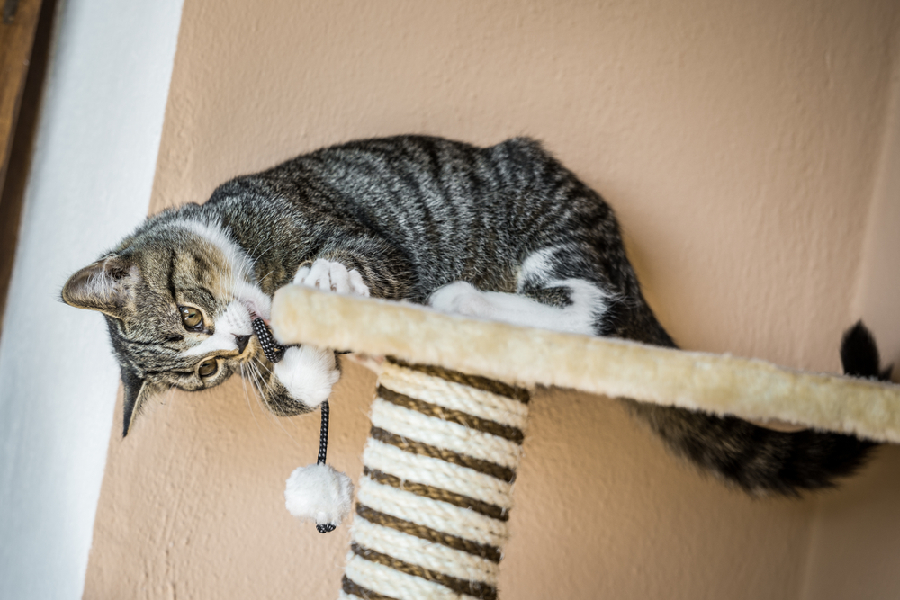 A tabby cat, just back from the vet, playfully grips a string with a white pom-pom while lounging on a beige cat tree. The background shows a light brown wall, creating a cozy indoor setting.