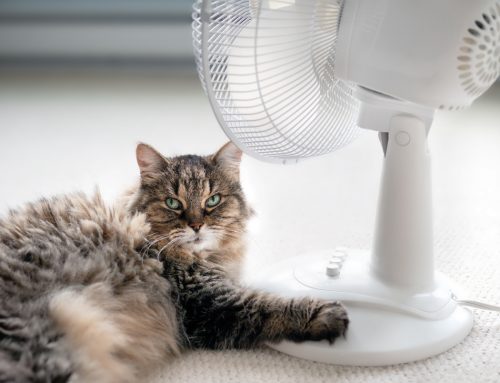 Mythbusters: Pet Heat Safety Edition