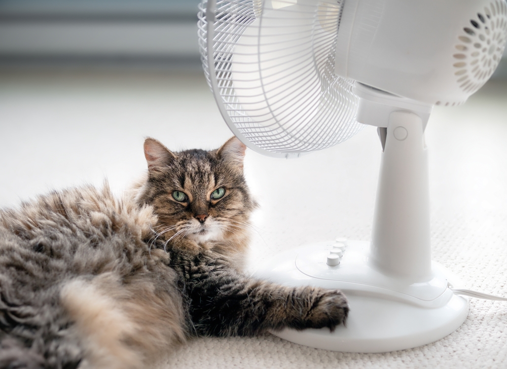 A fluffy brown and black cat lounges on a light-colored carpet, resting a paw on the base of a white oscillating fan, as if taking advice from the vet to stay cool. The cat gazes ahead, appearing relaxed and comfortable.