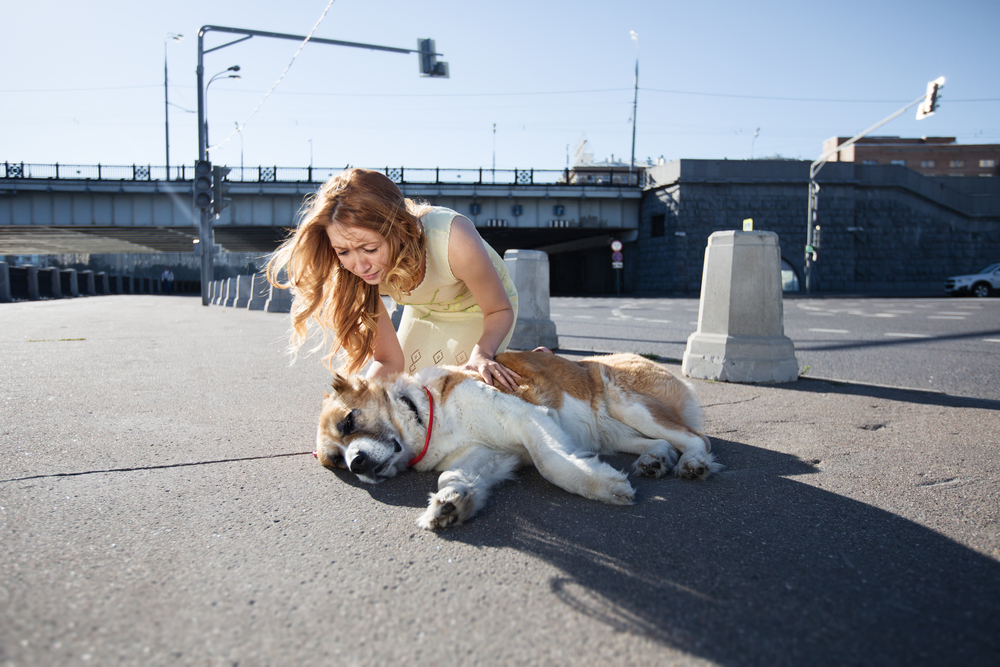 A woman in a yellow dress, possibly a veterinarian, kneels on a city street beside a large dog lying on its side. The scene unfolds under an overpass with a clear sky overhead, and concrete barriers are visible in the background.