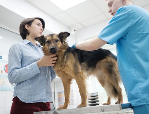 Keeping an Eye on the Kidneys: The Importance of Screening Tests for Your Pet