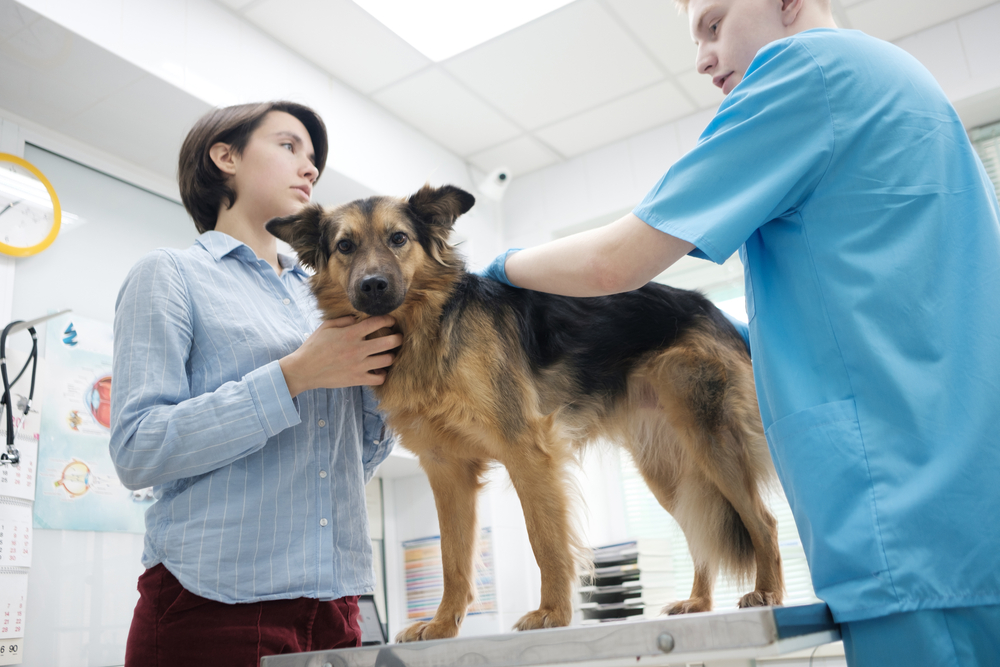 A vet in blue scrubs examines a medium-sized brown and black dog standing on an exam table, while the dog’s guardian, wearing a striped shirt, stands nearby in a veterinary clinic.