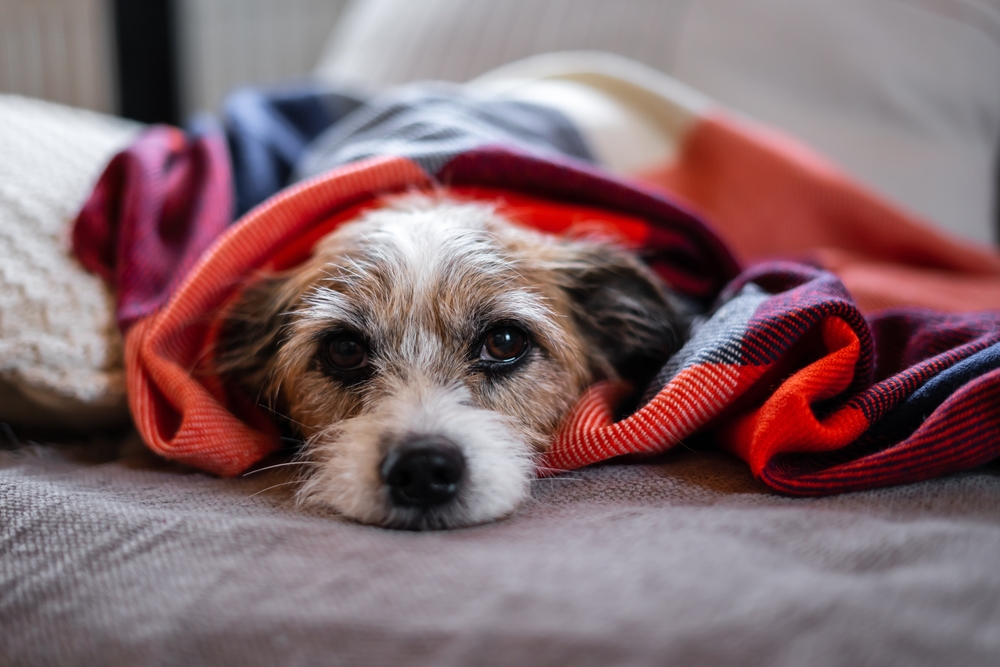 A small, fluffy dog peeks out from under a red and orange plaid blanket, lying comfortably on a bed with cozy pillows in the background, much like a patient awaiting their vet's gentle care.