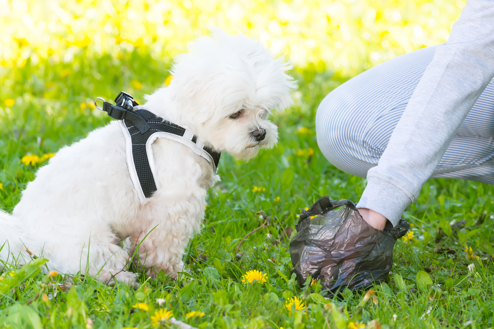 A small white dog wearing a black and white harness sits on grass with yellow dandelions. A person in a gray sweater, perhaps their vet on a friendly visit, kneels beside the dog, holding a dark plastic bag.