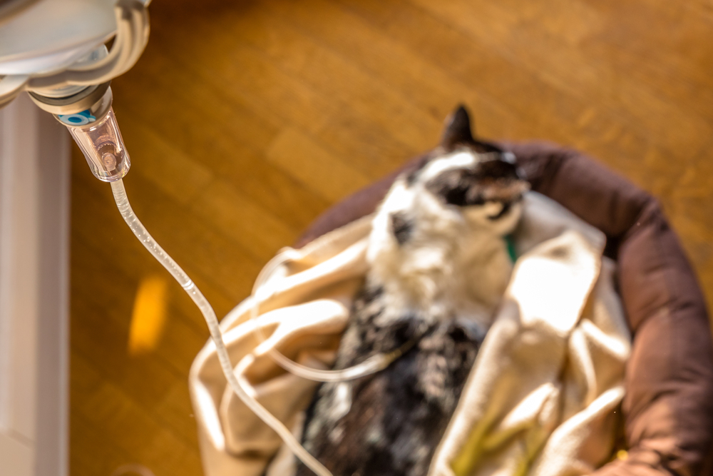 A black and white cat is resting on a cozy bed with a blanket, an IV line visible from its recent visit to the vet. The warmly lit scene suggests a comforting home or veterinary setting.