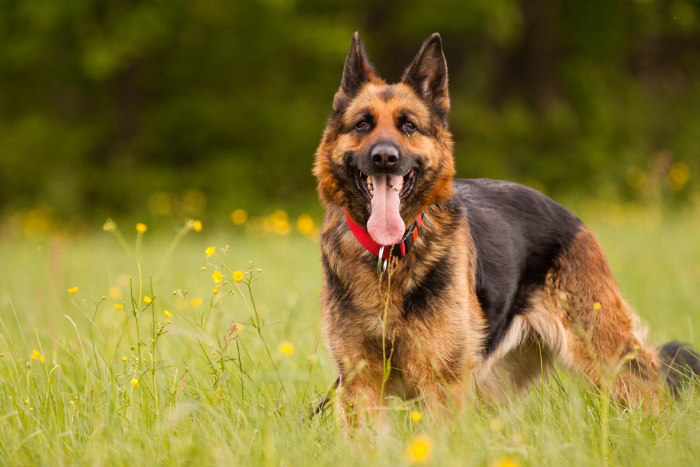 A German Shepherd with a red collar stands in a field of green grass and yellow wildflowers, looking forward with its tongue out, as if waiting for its veterinarian's praise. The background is blurred with lush greenery.