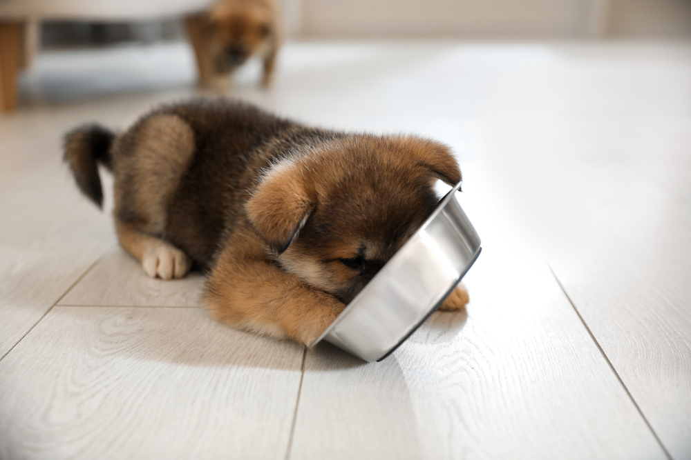 A fluffy brown and white puppy lies on a wooden floor with its head inside a shiny metal bowl, as if dreaming of treats from the vet. Another puppy can be seen in the blurred background.