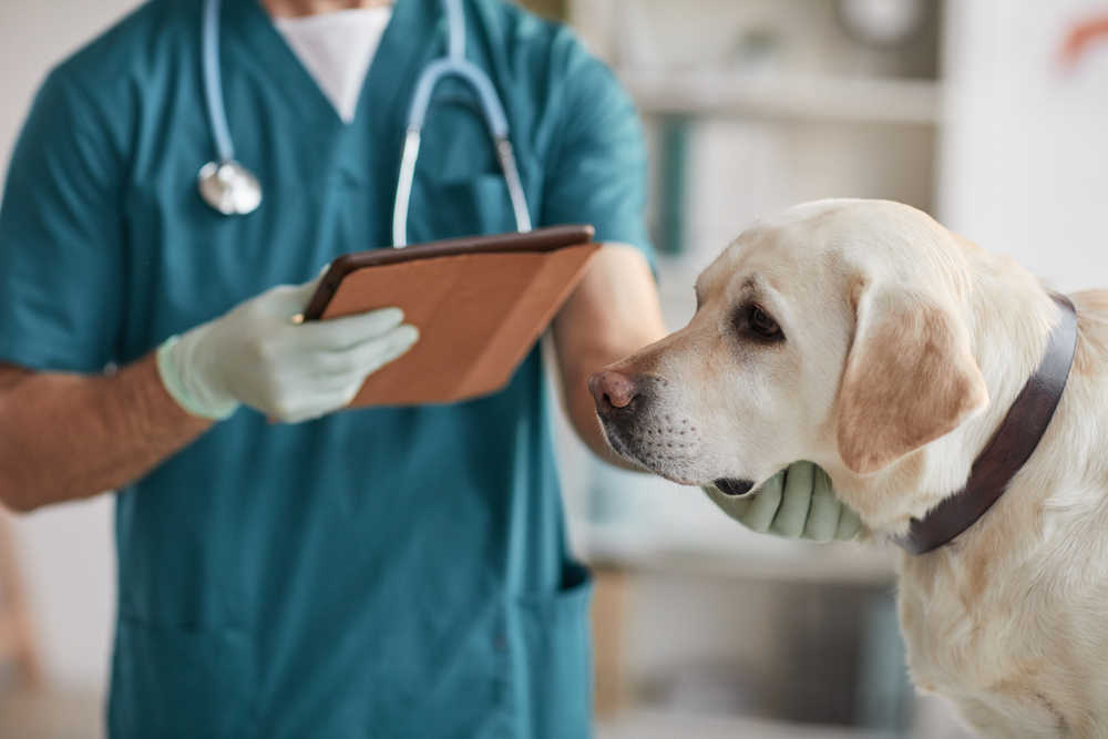 A veterinarian in teal scrubs holds a tablet while examining a Labrador Retriever. The dog, wearing a brown collar, looks calm as the vet gently supports its head. The setting appears to be a veterinary clinic.