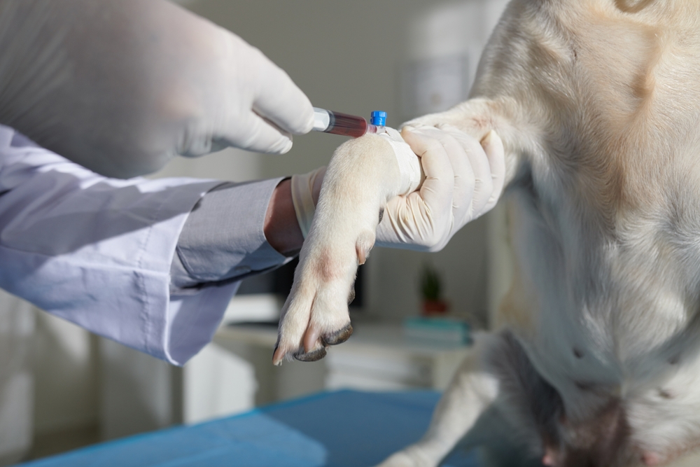 A veterinarian wearing gloves carefully draws blood from a dog's front leg using a syringe. The dog rests on an examination table, with only its paw and the vet's hands visible, set against the backdrop of a bustling veterinary clinic.