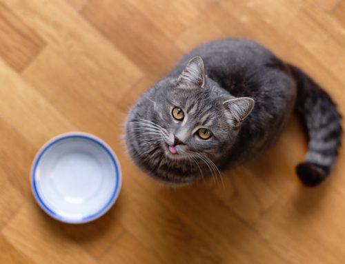 Changes in Pet Hunger or Thirst: 6 Common Causes and Why They Matter