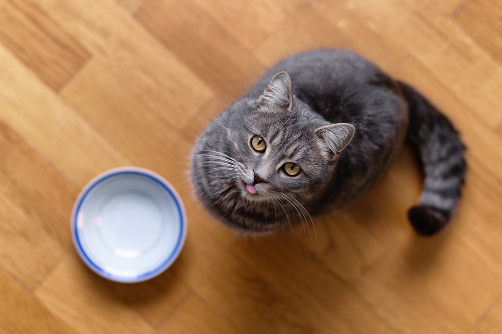 A gray tabby cat with striking yellow eyes looks up at the camera while sitting next to an empty blue and white bowl on a wooden floor. With its tongue slightly out, giving an expectant expression, it's as if the feline is anticipating its veterinarian's arrival for a check-up or treat.