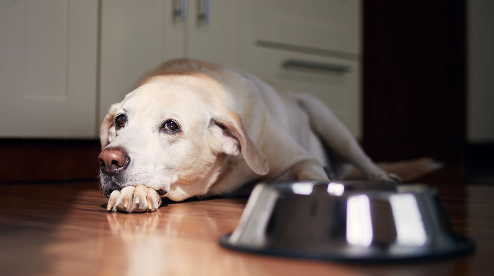 A yellow Labrador Retriever lies on a wooden floor, resting its head on its paws. Nearby, a shiny metal dog bowl catches the light filtering in from the side, creating a warm atmosphere reminiscent of a veterinarian's cozy waiting room.