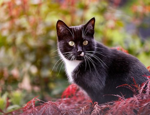 A Pet Owner’s Guide to Chronic Kidney Disease