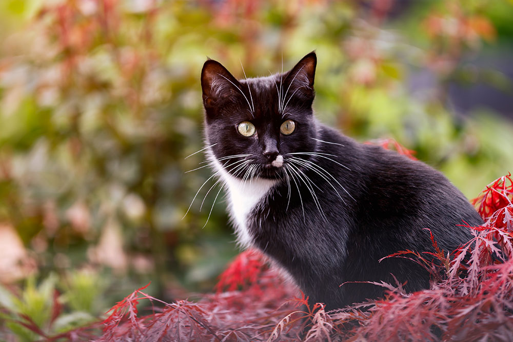 A black and white cat with bright eyes sits among reddish foliage, the backdrop a blur of green enhancing the contrast with its fur. The cat looks alert and curious, as if searching for a veterinarian who understands its world.