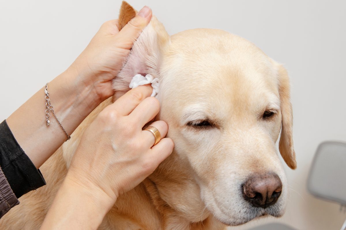 Understanding and Treating Ear Infections in Pets | Village Veterinary ...