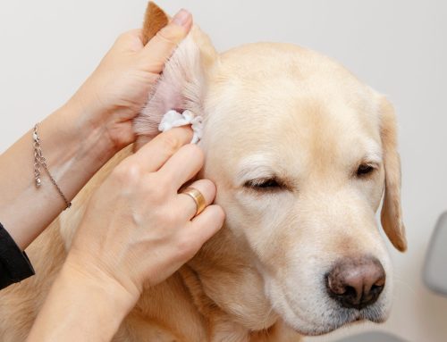 Understanding and Treating Ear Infections in Pets