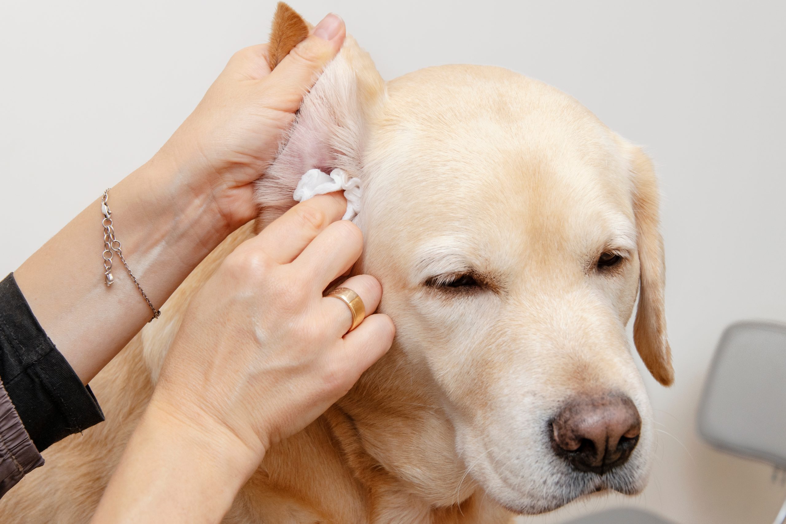 A person, akin to a caring veterinarian, gently cleans the ear of a calm yellow Labrador retriever with a cloth. The dog appears relaxed and comfortable during the grooming process.