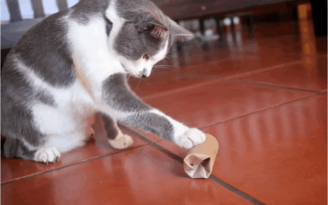 white and grey cat playing with a toy