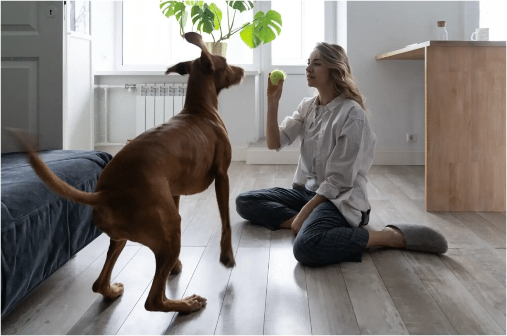 person playing with a dog indoors