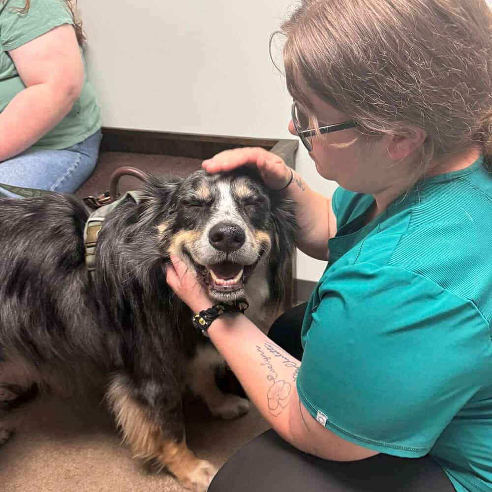 doctor examining a pet