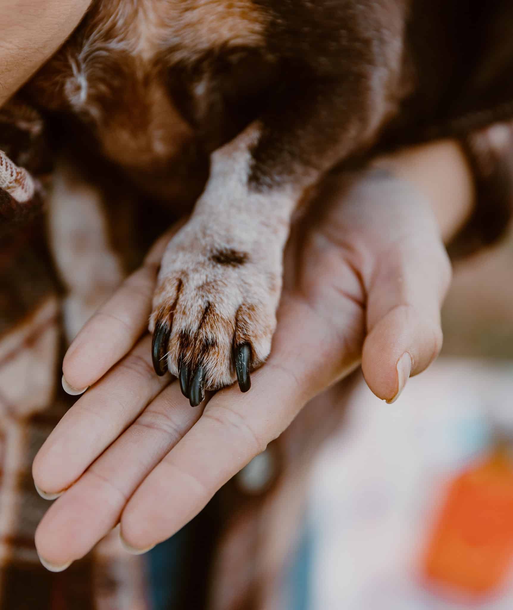 a person hold a dog paw